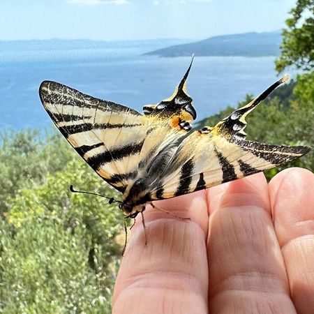 Apartments Bella Vista Makarska Zewnętrze zdjęcie